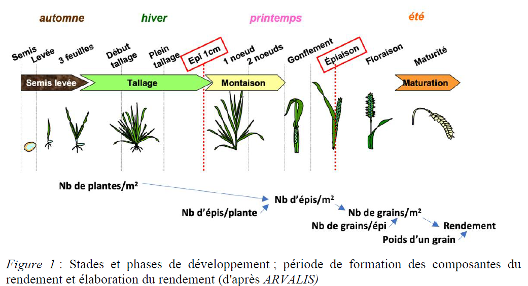 Académie d agriculture de France Le blé tendre Académie d