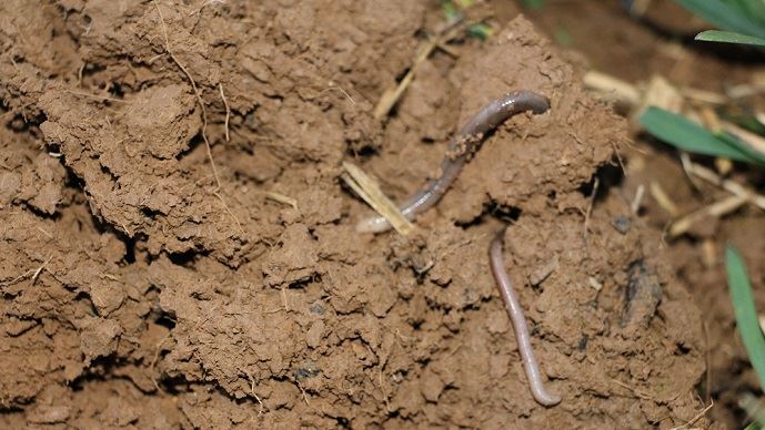 Temoignages D Agriculteurs Remettre Le Sol Au Cœur Des Preoccupations Grandes Cultures