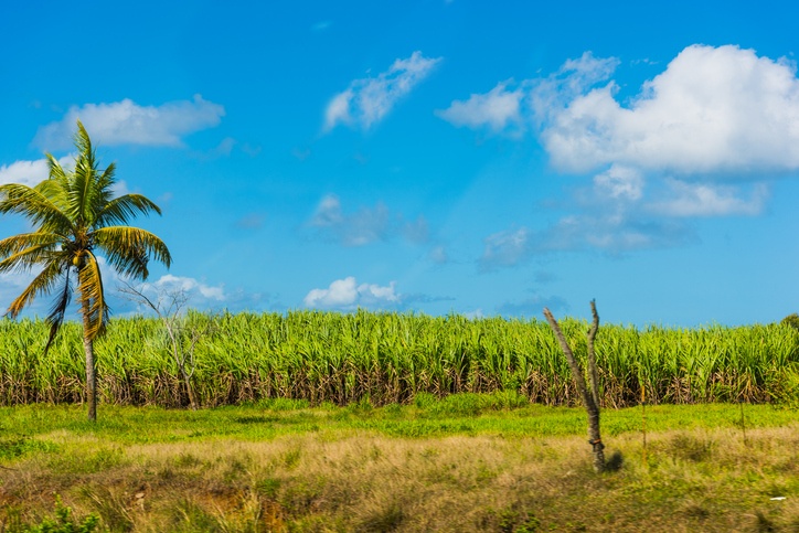 Palm tree by a sugar cane field in Guadeloupe