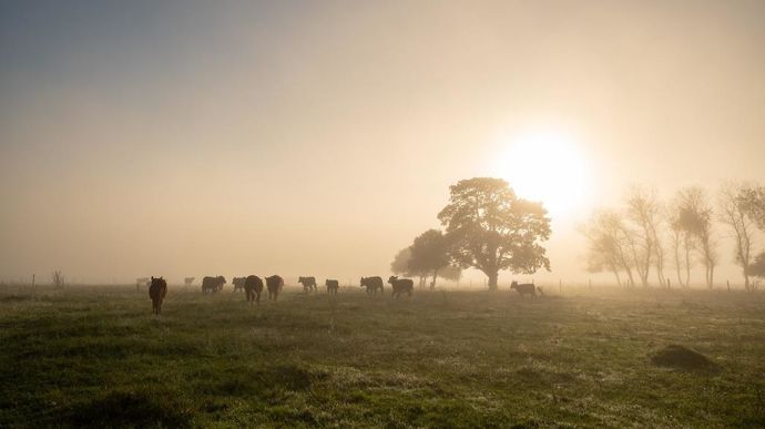 vaches-au-pre-au-lever-du-jour-adobe-stock-martinscphoto