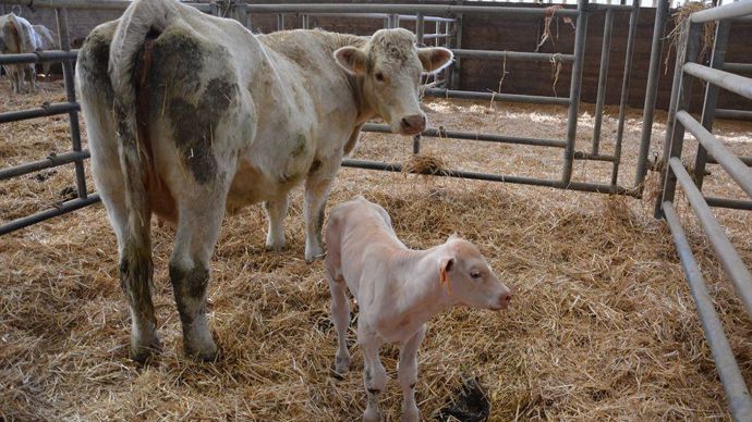 fiches_charolais-veau-1000x562-1