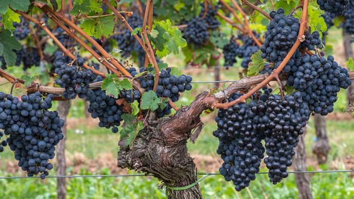 f74bbca4-6-l-italie-en-passe-de-redevenir-1er-producteur-mondial-de-vin-devant-la-france