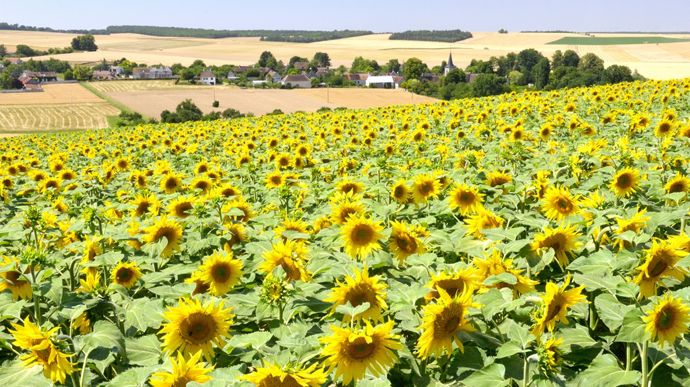 35e04c86-a-l-etat-somme-d-assurer-la-tracabilite-de-varietes-tolerantes-aux-herbicides