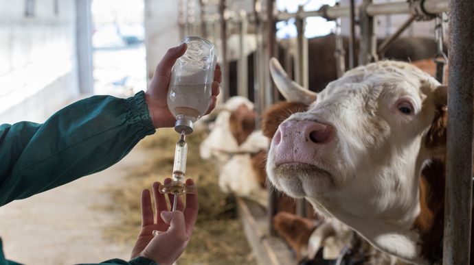 f8d96a51-0-la-vaccination-gratuite-contre-la-fco-3-etendue-a-toute-la-france