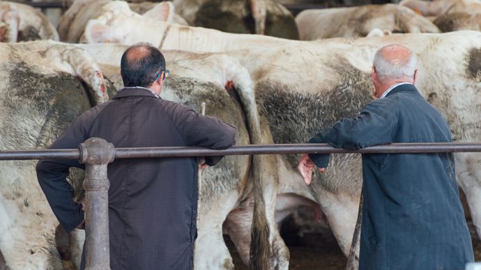 a49abede-7-au-marche-de-saint-christophe-les-encheres-montent-les-eleveurs-respirent