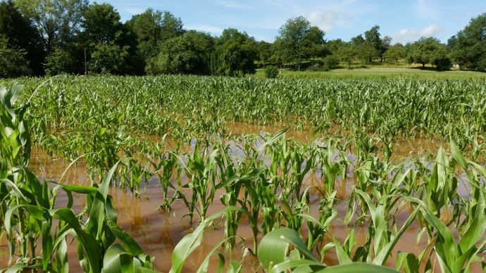 inondation-mais